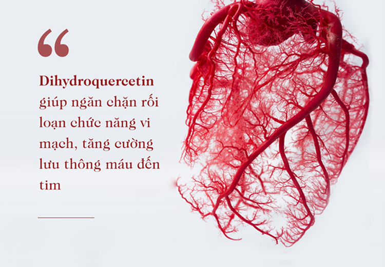 Dihydroquercetin giúp tăng lưu thông máu đến từng vi mạch nhỏ nuôi tim